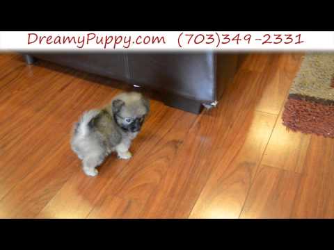 Super Cute Teacup Pomchi Female Puppy