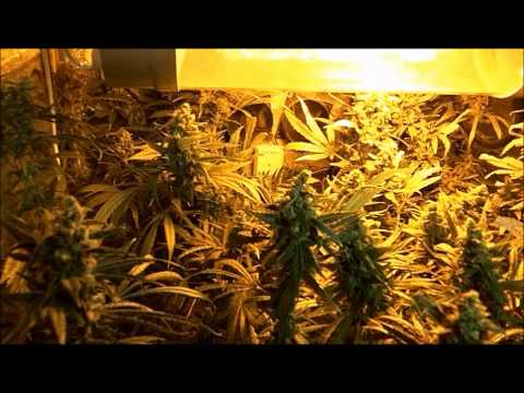 how to build a cge grow room