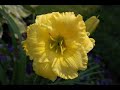Jardin, fleur et nature