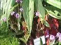 Tropisch Vordenstein  25 - Coleus Wizard echiumrussicum