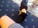 reel-dogs-music-video-contest.html