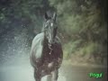 YouTube - Tv Theme - The Adventures Of Black Beauty