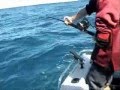 YouTube - Cobia Mayhem off Moreton Island Queensland