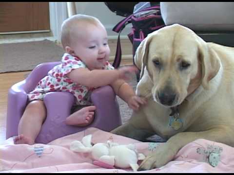 yellow lab and baby pt 2