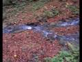 melodies of water...