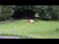 HD Video - Thierry Neuville crash – IRC Barum Czech Rally 2010
