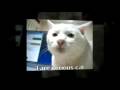 videos de weird cats