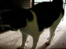 Charlie Brown he is something else at Spaymart Charlie Brown he is something else at Spaymart