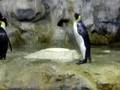 penguins
