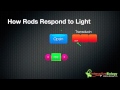 031 How Rods and Cones respond to Light