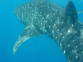 Whale Shark Maldives 08