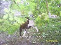 Bruno - American Staffordshire Terrier