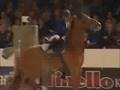All the Small Things - Showjumping!