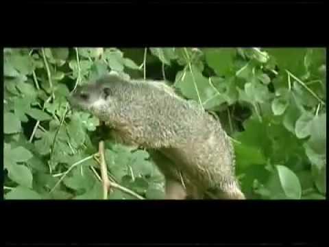 woodchuck