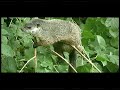 woodchuck