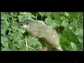 woodchuck
