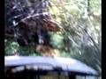 bush drivin` isuzu