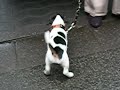 Jack Russell Terrier makes some action Jack Russell Terrier makes some action