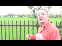 Buses - Original Comedy