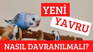 YENİ GELEN KUŞU ELE ALIŞTIRMA (NEDEN YEM YEMEZ?