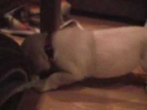 7 week old Labrador puppy playing