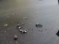 Exclusive!  Organized Vandalism