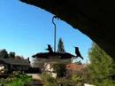 Hummingbirds at Feeder