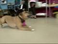Disco doggies dig dancing