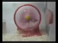 An hamster falling from his running wheel An hamster falling from his running wheel