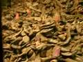 Auschwitz : mountains of shoes