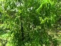 natume.MP4