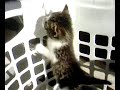 cute kittens cute kittens