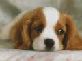 gosto-muito-de-voce.html