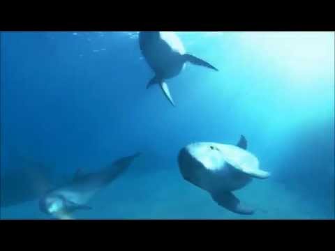 Image de prévisualisation YouTube