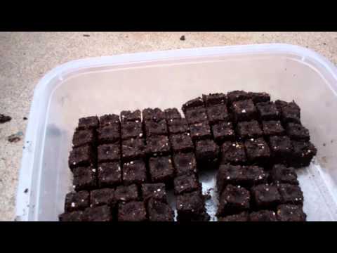 how to harvest tobacco seeds