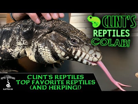 YouTube reptile video