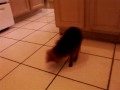 Ice Cube Break Dances!
