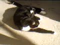 El Pelusa (un gato garrapatero y almeriense)