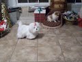 pomeranian Parti female for sale pomeranian Parti female for sale