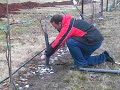 WWCC Vinyard grape vine freezing experiment WWCC Vinyard grape vine freezing experiment