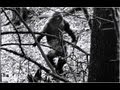 BIGFOOT SIGHTING  beyond all bigfoot sightings