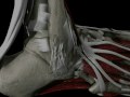 Fast, Effective Cure for Ankle Sprains : Sportvis