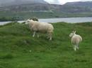 Schottland/Scotland 2008