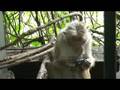 In Sri Lanka, monkeys prefer tea. Heritance Hotel, Kandalama