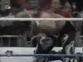 Shawn-Michaels-Tribu