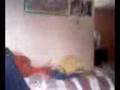videos de plancha de rodolfo