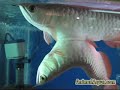 Amazing Fish Amazing Fish