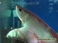 Arowana Fish in Aquarium ! Wowww ! Twin Fish