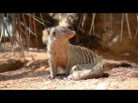 Valencia/Spanien: Ser Nachwuchs fr die Zebra-Mangu ...