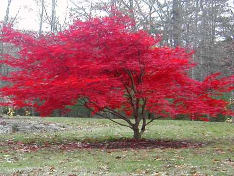 how to fertilize japanese maple